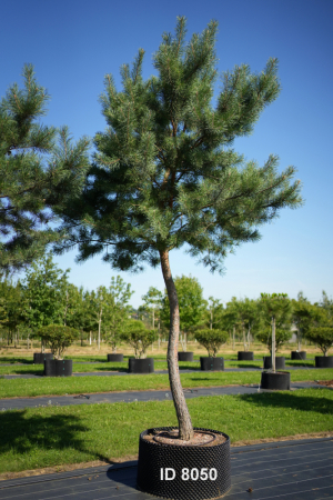Christoph-Ulmer-Baumschulen-Weilheim-Teck-8050-Pinus-sylvestris-abstrakte-Staemme-Schirmform-Kiefer