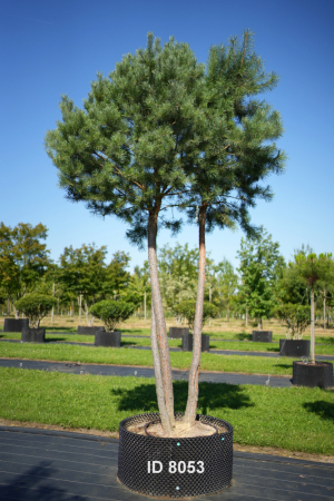 Christoph-Ulmer-Baumschulen-Weilheim-Teck-8053-Pinus-sylvestris-abstrakte-Staemme-Schirmform-Kiefer