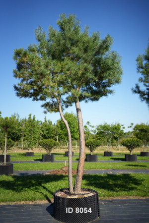 Christoph-Ulmer-Baumschulen-Weilheim-Teck-8054-Pinus-sylvestris-abstrakte-Staemme-Schirmform-Kiefer