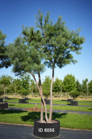 Christoph-Ulmer-Baumschulen-Weilheim-Teck-8055-Pinus-sylvestris-abstrakte-Staemme-Schirmform-Kiefer