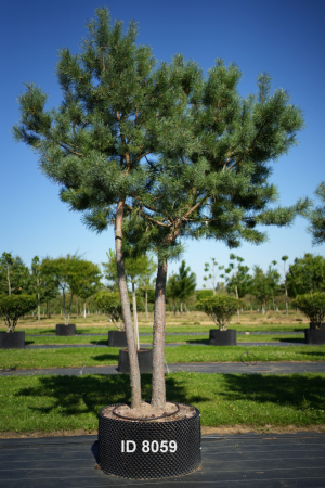 Christoph-Ulmer-Baumschulen-Weilheim-Teck-8059-Pinus-sylvestris-abstrakte-Staemme-Schirmform-Kiefer