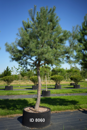 Christoph-Ulmer-Baumschulen-Weilheim-Teck-8060-Pinus-sylvestris-abstrakte-Staemme-Schirmform-Kiefer