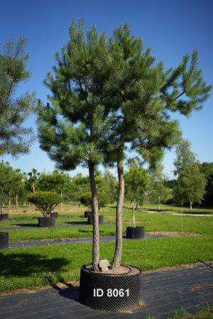Christoph-Ulmer-Baumschulen-Weilheim-Teck-8061-Pinus-sylvestris-abstrakte-Staemme-Schirmform-Kiefer