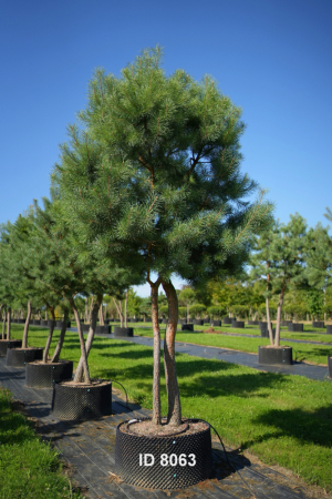 Christoph-Ulmer-Baumschulen-Weilheim-Teck-8063-Pinus-sylvestris-abstrakte-Staemme-Schirmform-Kiefer