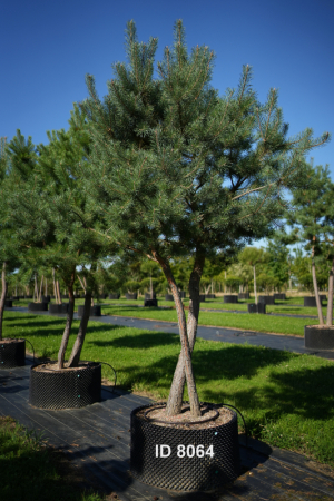 Christoph-Ulmer-Baumschulen-Weilheim-Teck-8064-Pinus-sylvestris-abstrakte-Staemme-Schirmform-Kiefer