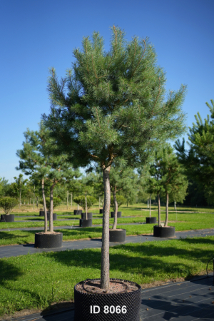 Christoph-Ulmer-Baumschulen-Weilheim-Teck-8066-Pinus-sylvestris-abstrakte-Staemme-Schirmform-Kiefer