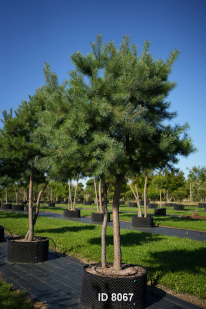 Christoph-Ulmer-Baumschulen-Weilheim-Teck-8067-Pinus-sylvestris-abstrakte-Staemme-Schirmform-Kiefer