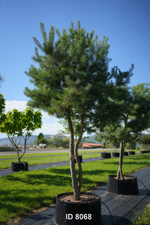 Christoph-Ulmer-Baumschulen-Weilheim-Teck-8068-Pinus-sylvestris-abstrakte-Staemme-Schirmform-Kiefer