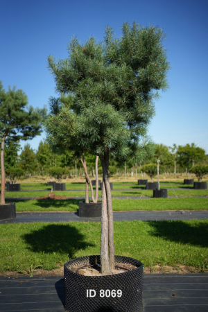 Christoph-Ulmer-Baumschulen-Weilheim-Teck-8069-Pinus-sylvestris-abstrakte-Staemme-Schirmform-Kiefer