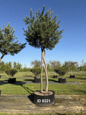 Christoph-Ulmer-Baumschulen-Weilheim-Teck-8221-Pinus-sylvestris-abstrakte-Staemme-Kiefer