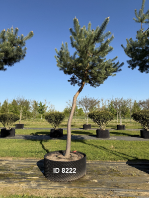 Christoph-Ulmer-Baumschulen-Weilheim-Teck-8222-Pinus-sylvestris-abstrakte-Staemme-Kiefer