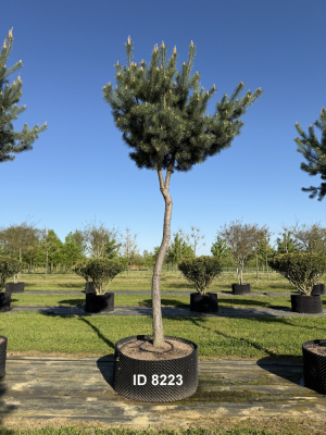 Christoph-Ulmer-Baumschulen-Weilheim-Teck-8223-Pinus-sylvestris-abstrakte-Staemme-Kiefer