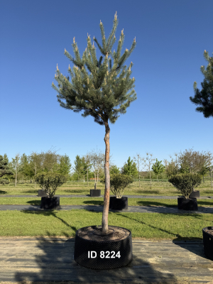 Christoph-Ulmer-Baumschulen-Weilheim-Teck-8224-Pinus-sylvestris-abstrakte-Staemme-Kiefer