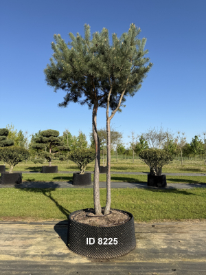 Christoph-Ulmer-Baumschulen-Weilheim-Teck-8225-Pinus-sylvestris-abstrakte-Staemme-Kiefer