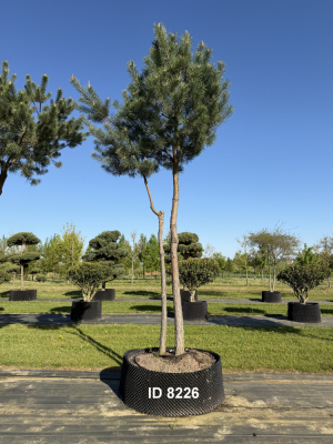 Christoph-Ulmer-Baumschulen-Weilheim-Teck-8226-Pinus-sylvestris-abstrakte-Staemme-Kiefer