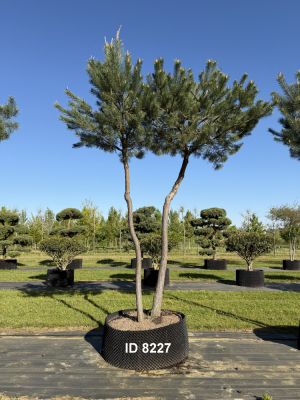 Christoph-Ulmer-Baumschulen-Weilheim-Teck-8227-Pinus-sylvestris-abstrakte-Staemme-Kiefer