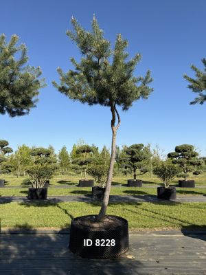 Christoph-Ulmer-Baumschulen-Weilheim-Teck-8228-Pinus-sylvestris-abstrakte-Staemme-Kiefer