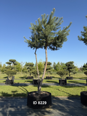 Christoph-Ulmer-Baumschulen-Weilheim-Teck-8229-Pinus-sylvestris-abstrakte-Staemme-Kiefer