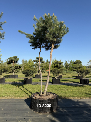 Christoph-Ulmer-Baumschulen-Weilheim-Teck-8230-Pinus-sylvestris-abstrakte-Staemme-Kiefer