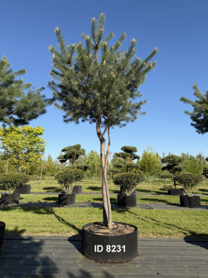 Christoph-Ulmer-Baumschulen-Weilheim-Teck-8231-Pinus-sylvestris-abstrakte-Staemme-Kiefer