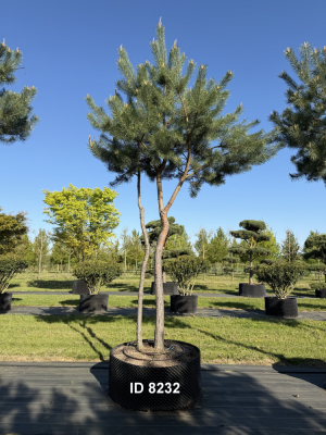 Christoph-Ulmer-Baumschulen-Weilheim-Teck-8232-Pinus-sylvestris-abstrakte-Staemme-Kiefer
