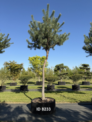Christoph-Ulmer-Baumschulen-Weilheim-Teck-8233-Pinus-sylvestris-abstrakte-Staemme-Kiefer