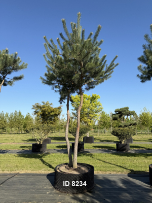 Christoph-Ulmer-Baumschulen-Weilheim-Teck-8234-Pinus-sylvestris-abstrakte-Staemme-Kiefer