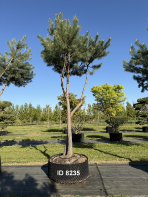 Christoph-Ulmer-Baumschulen-Weilheim-Teck-8235-Pinus-sylvestris-abstrakte-Staemme-Kiefer