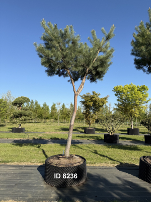 Christoph-Ulmer-Baumschulen-Weilheim-Teck-8236-Pinus-sylvestris-abstrakte-Staemme-Kiefer