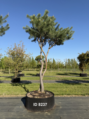 Christoph-Ulmer-Baumschulen-Weilheim-Teck-8237-Pinus-sylvestris-abstrakte-Staemme-Kiefer