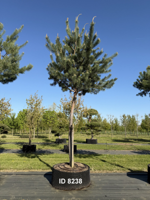Christoph-Ulmer-Baumschulen-Weilheim-Teck-8238-Pinus-sylvestris-abstrakte-Staemme-Kiefer
