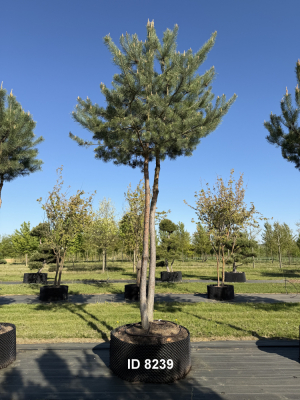 Christoph-Ulmer-Baumschulen-Weilheim-Teck-8239-Pinus-sylvestris-abstrakte-Staemme-Kiefer