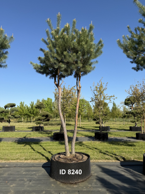 Christoph-Ulmer-Baumschulen-Weilheim-Teck-8240-Pinus-sylvestris-abstrakte-Staemme-Kiefer