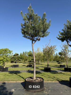 Christoph-Ulmer-Baumschulen-Weilheim-Teck-8241-Pinus-sylvestris-abstrakte-Staemme-Kiefer