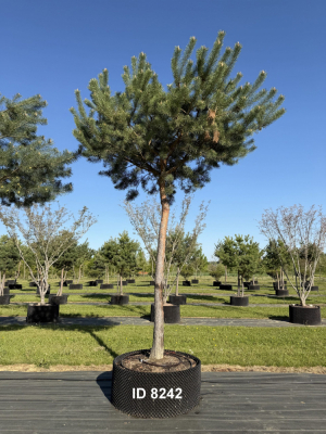 Christoph-Ulmer-Baumschulen-Weilheim-Teck-8242-Pinus-sylvestris-abstrakte-Staemme-Kiefer-scaled