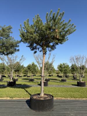 Christoph-Ulmer-Baumschulen-Weilheim-Teck-8242-Pinus-sylvestris-abstrakte-Staemme-Kiefer