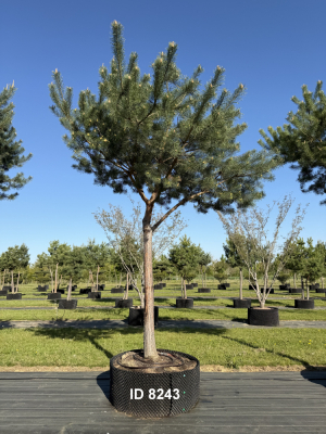 Christoph-Ulmer-Baumschulen-Weilheim-Teck-8243-Pinus-sylvestris-abstrakte-Staemme-Kiefer