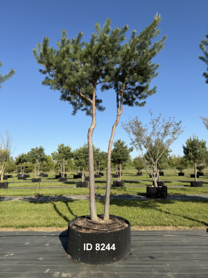 Christoph-Ulmer-Baumschulen-Weilheim-Teck-8244-Pinus-sylvestris-abstrakte-Staemme-Kiefer