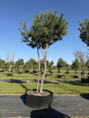 Christoph-Ulmer-Baumschulen-Weilheim-Teck-8245-Pinus-sylvestris-abstrakte-Staemme-Kiefer