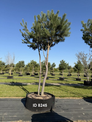 Christoph-Ulmer-Baumschulen-Weilheim-Teck-8245-Pinus-sylvestris-abstrakte-Staemme-Kiefer
