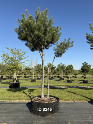 Christoph-Ulmer-Baumschulen-Weilheim-Teck-8246-Pinus-sylvestris-abstrakte-Staemme-Kiefer