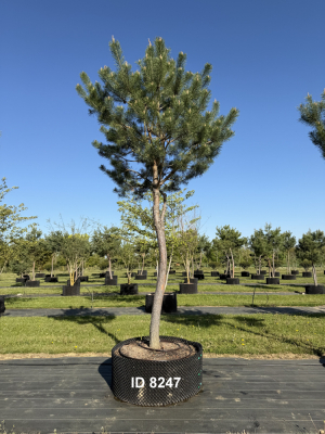 Christoph-Ulmer-Baumschulen-Weilheim-Teck-8247-Pinus-sylvestris-abstrakte-Staemme-Kiefer