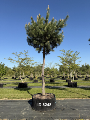 Christoph-Ulmer-Baumschulen-Weilheim-Teck-8248-Pinus-sylvestris-abstrakte-Staemme-Kiefer