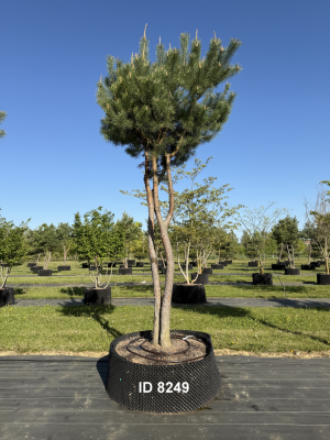 Christoph-Ulmer-Baumschulen-Weilheim-Teck-8249-Pinus-sylvestris-abstrakte-Staemme-Kiefer