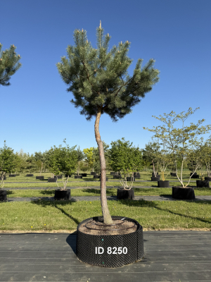 Christoph-Ulmer-Baumschulen-Weilheim-Teck-8250-Pinus-sylvestris-abstrakte-Staemme-Kiefer