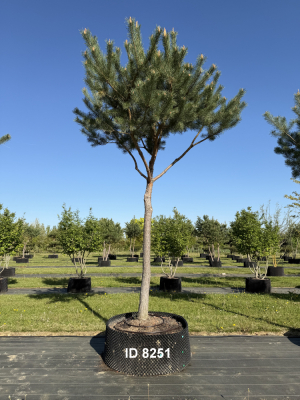 Christoph-Ulmer-Baumschulen-Weilheim-Teck-8251-Pinus-sylvestris-abstrakte-Staemme-Kiefer