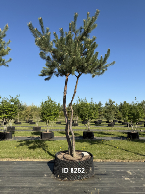 Christoph-Ulmer-Baumschulen-Weilheim-Teck-8252-Pinus-sylvestris-abstrakte-Staemme-Kiefer