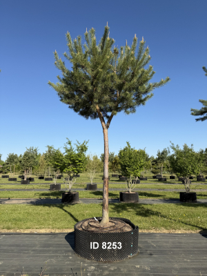 Christoph-Ulmer-Baumschulen-Weilheim-Teck-8253-Pinus-sylvestris-abstrakte-Staemme-Kiefer
