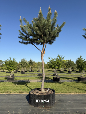 Christoph-Ulmer-Baumschulen-Weilheim-Teck-8254-Pinus-sylvestris-abstrakte-Staemme-Kiefer