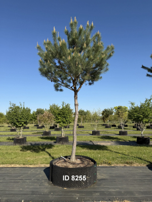 Christoph-Ulmer-Baumschulen-Weilheim-Teck-8255-Pinus-sylvestris-abstrakte-Staemme-Kiefer-scaled
